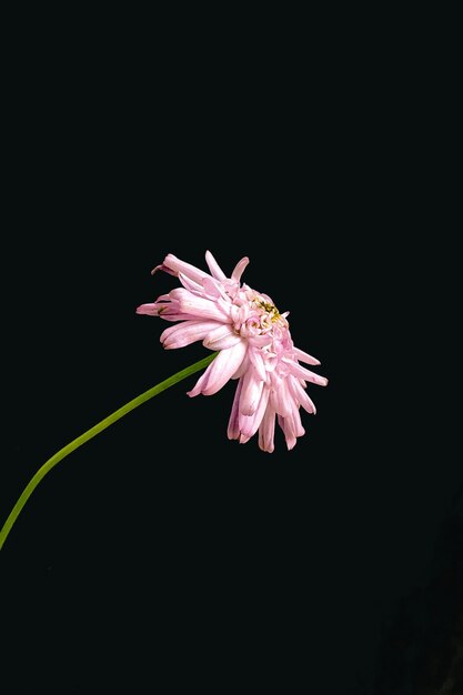 Colpo verticale del primo piano di un crisantemo rosa isolato su un nero