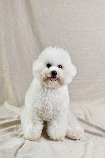 Colpo verticale del primo piano di un cucciolo di barboncino bianco carino su un tessuto beige