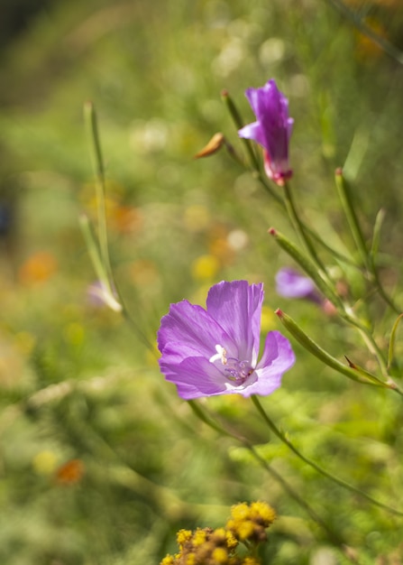 Colpo verticale del primo piano di un fiore di enotera viola circondato dal verde