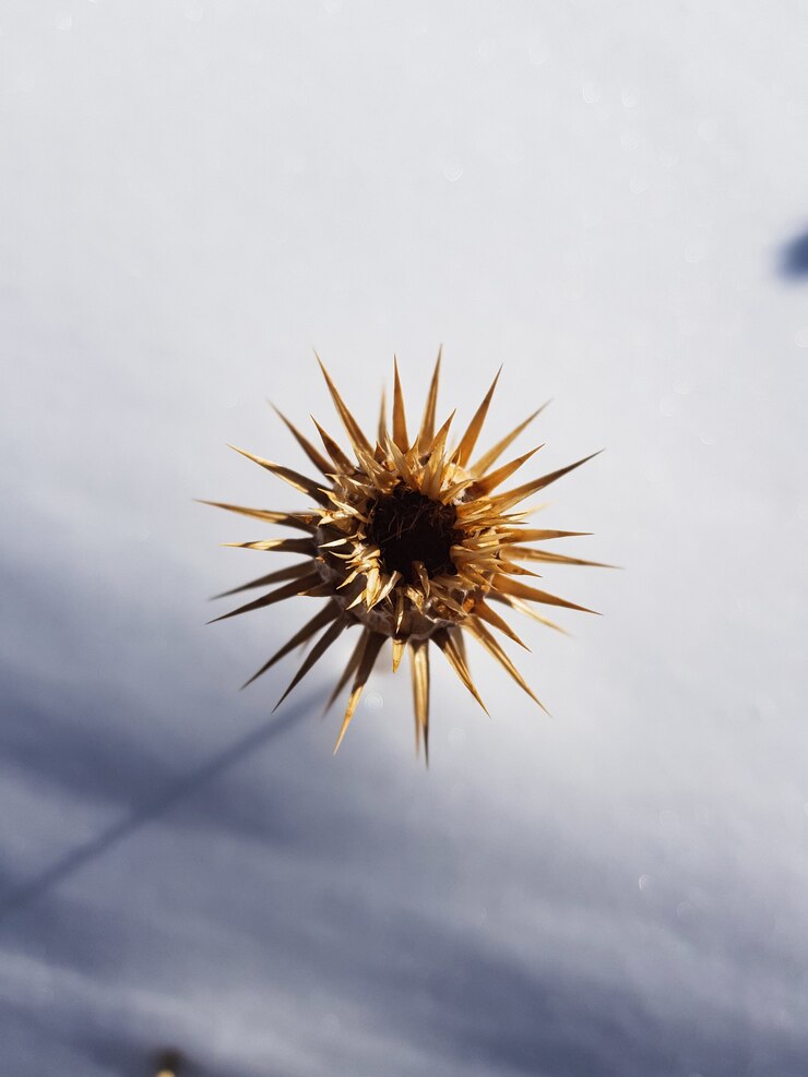 Foto gratuito colpo verticale del primo piano di un fiore giallo con spine taglienti su un nevoso
