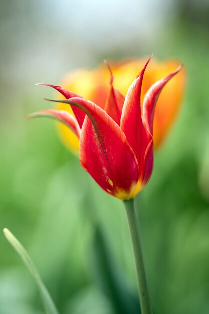 Colpo verticale del primo piano di un fiore rosso con uno sfondo naturale vago - grande per fondo