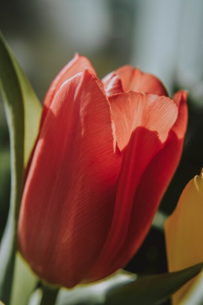 Colpo verticale del primo piano di un fiore rosso del tulipano che fiorisce un giorno soleggiato con fondo vago
