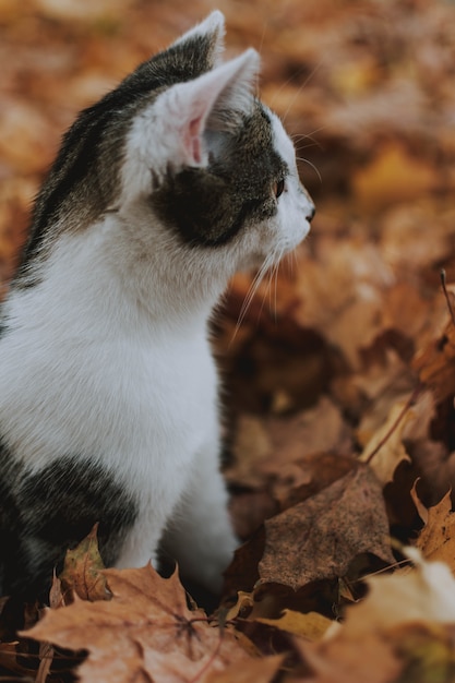 Colpo verticale del primo piano di un gatto bianco e grigio sveglio che si siede sulle foglie di acero cadute di autunno