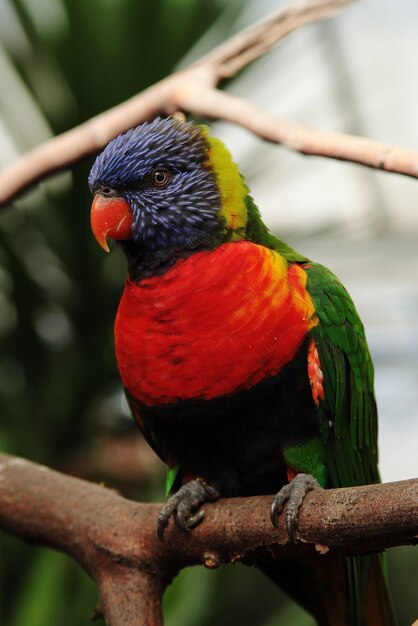 Colpo verticale del primo piano di un pappagallo con le piume rosse, blu e verdi