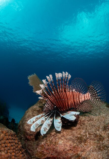 Colpo verticale del primo piano di un pesce tropicale esotico spogliato che nuota sott'acqua in profondità