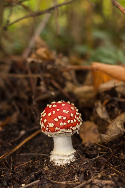 Colpo verticale del primo piano di un piccolo fungo in un bosco di castagni