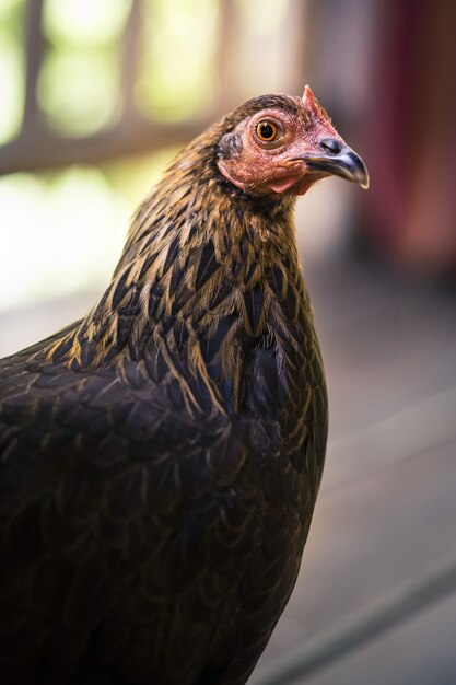 Colpo verticale del primo piano di un pollo marrone su uno sfondo sfocato