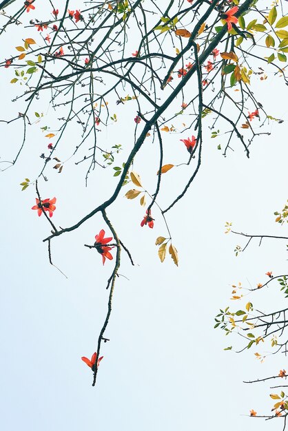 Colpo verticale del primo piano di un ramo di albero in fiore contro il cielo blu