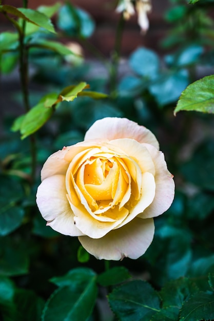 Colpo verticale del primo piano di una bella rosa gialla che fiorisce in un giardino