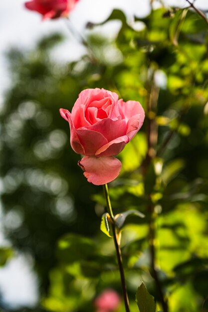 Colpo verticale del primo piano di una bella rosa rosa che fiorisce in un giardino su uno sfondo sfocato