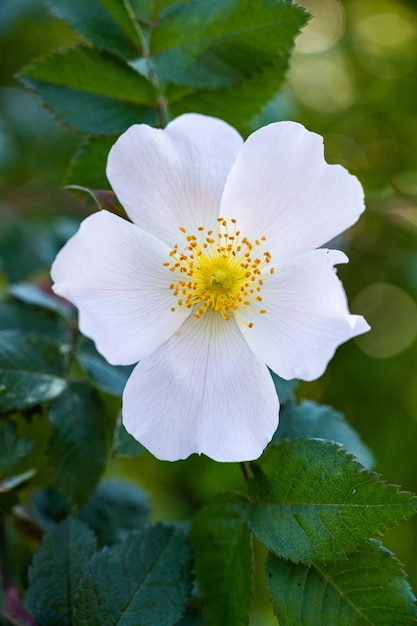 Colpo verticale del primo piano di una bella rosa selvatica bianca