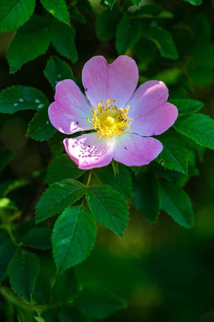 Foto gratuito colpo verticale del primo piano di una bella rosa selvatica rosa su uno sfocato