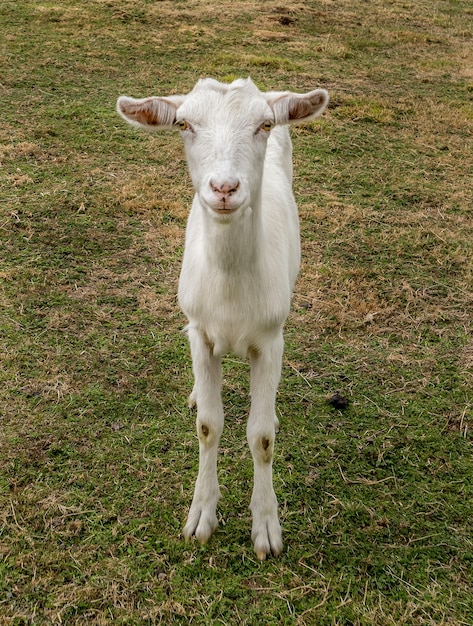 Colpo verticale del primo piano di una capra bianca addomesticata che fissa la macchina fotografica