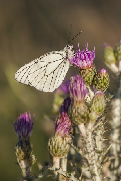 Colpo verticale del primo piano di una farfalla bianca su un bel fiore viola