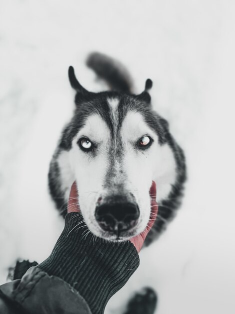 Colpo verticale del primo piano di una mano umana che tiene il volto di un cane husky