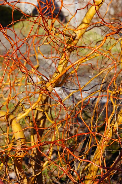 Colpo verticale del primo piano di una pianta in fiore ramificata spessa in primavera