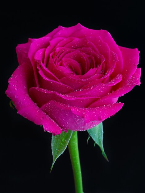 Colpo verticale del primo piano di una rosa rosa con rugiada