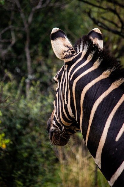 Colpo verticale del primo piano di una zebra in cerca di cibo in una foresta