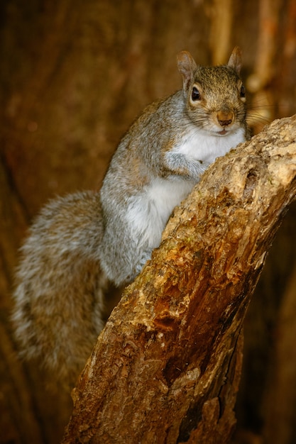 Colpo verticale del primo piano di uno scoiattolo carino su un albero