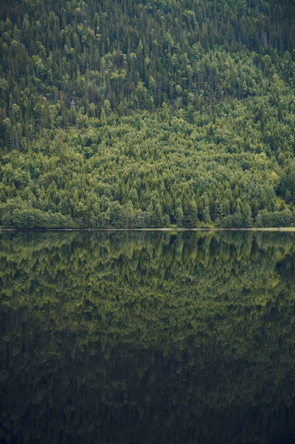 Colpo verticale del riflesso del bellissimo albero coperto di montagna nel lago calmo in Norvegia