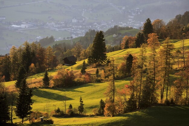 Colpo verticale del tramonto toccato nella foresta autunnale