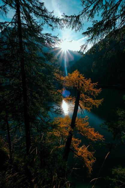 Colpo verticale dell'albero giallo e verde vicino all'acqua con il sole che splende sopra la montagna nella distanza