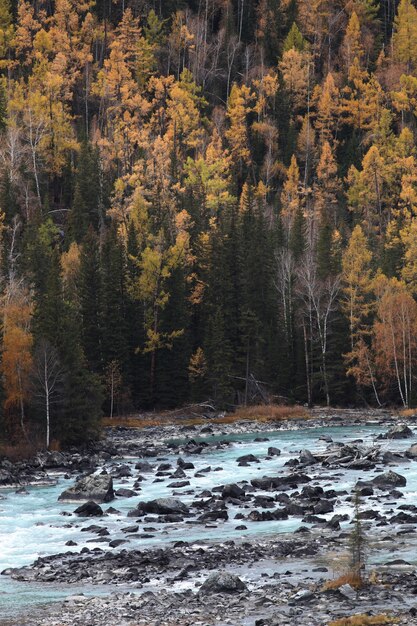 Colpo verticale della foresta autunnale a Xijiang, Cina