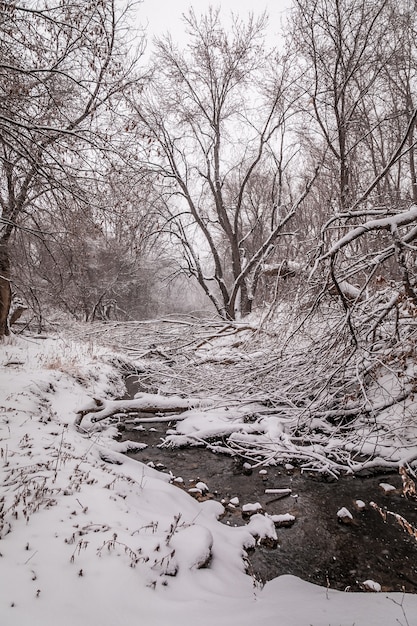 Colpo verticale della foresta e del fiume ricoperti di neve bianca durante l'inverno