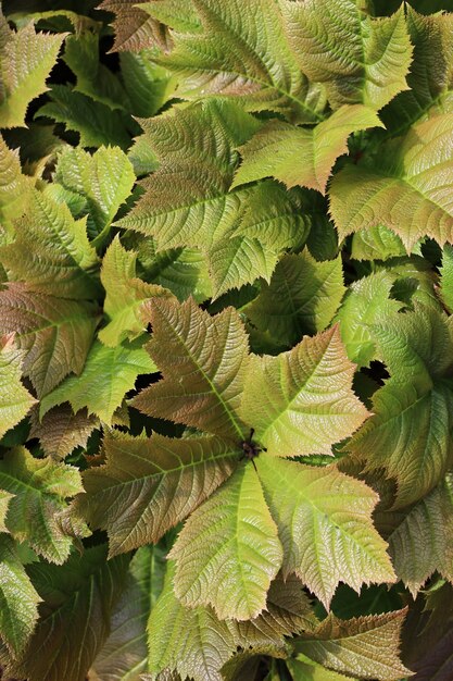 Colpo verticale della pianta Rodgersia Podophylla sotto la luce solare