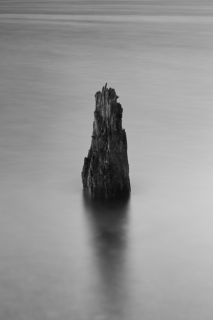 Colpo verticale della radice dell'albero nel mare ghiacciato coperto di nebbia