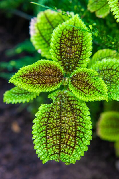 Colpo verticale delle foglie di una pianta verde in giardino