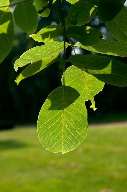 Colpo verticale delle foglie sui rami di un albero su un paesaggio verde