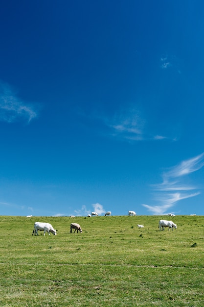 Colpo verticale delle mucche in un campo erboso con un cielo blu di giorno in Francia