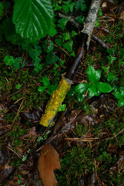 Colpo verticale delle piante bagnate e delle radici degli alberi nella foresta