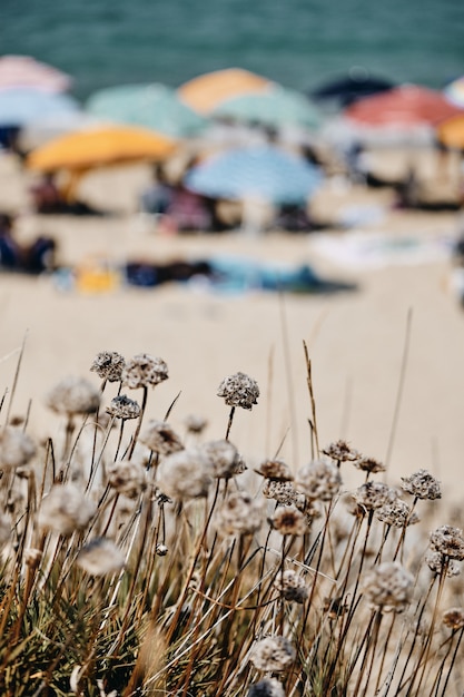 Colpo verticale delle piante con una gente vaga vicino al mare