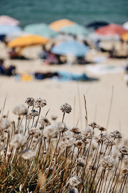 Colpo verticale delle piante con una gente vaga vicino al mare