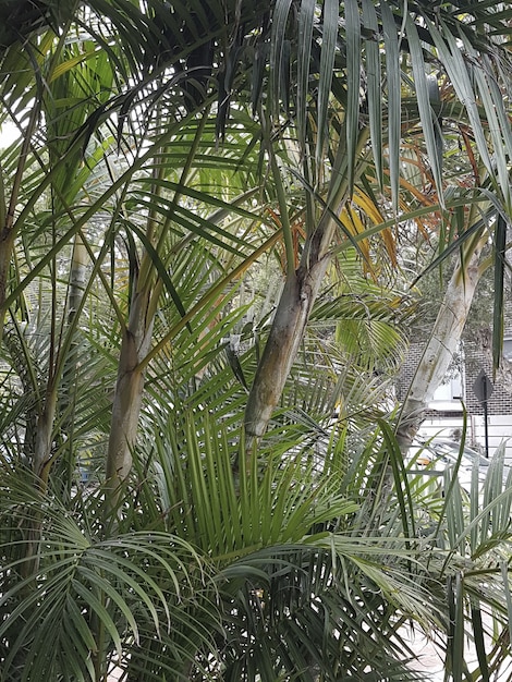 Colpo verticale delle piante di Babassu che crescono in un'area urbana