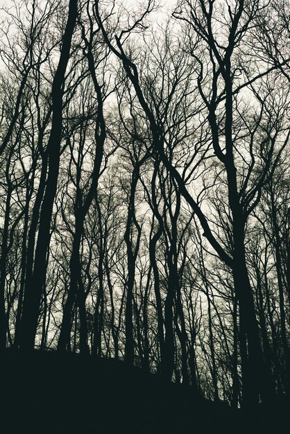 Colpo verticale delle siluette sfrondate dell'albero in una foresta durante il giorno