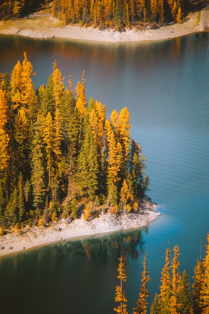 Colpo verticale di acqua in mezzo alle rive con alberi ad alto fusto giallo