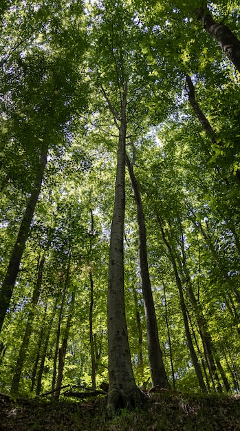 Colpo verticale di alberi ad alto fusto con foglie verdi nella foresta in una giornata di sole