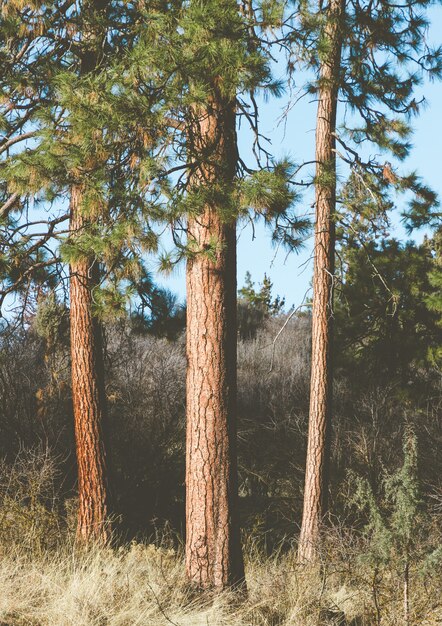 Colpo verticale di alberi ad alto fusto in giardino