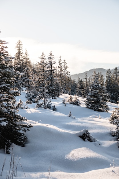 Colpo verticale di alberi ad alto fusto in inverno