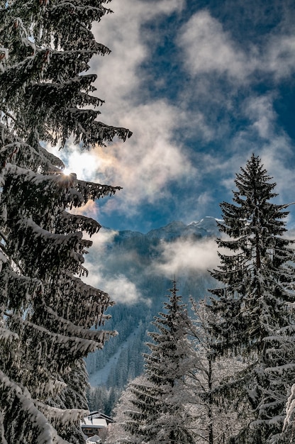 Colpo verticale di alberi coperti di neve sotto un cielo nuvoloso blu in inverno in Argentiere