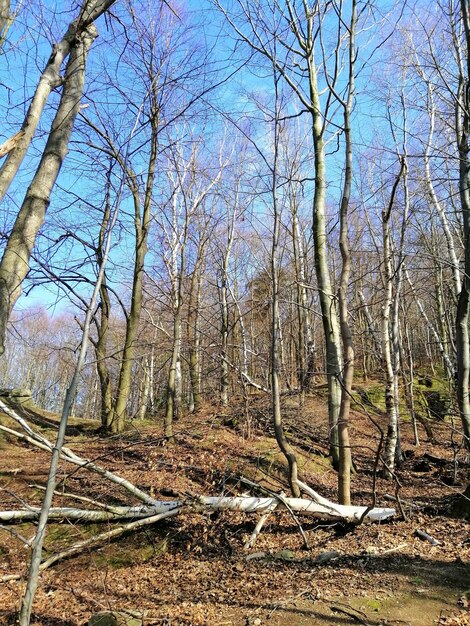 Colpo verticale di alberi, fogliame e rami spezzati nella foresta di Jelenia Góra, Polonia