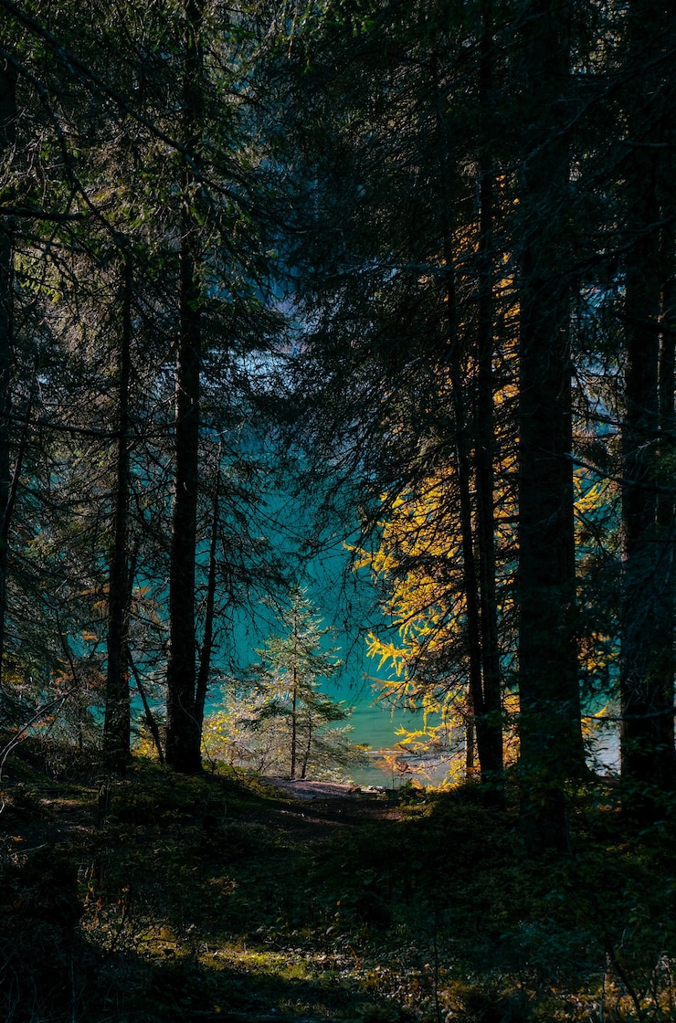 Foto gratuito colpo verticale di alberi gialli e verdi nella foresta in una giornata di sole