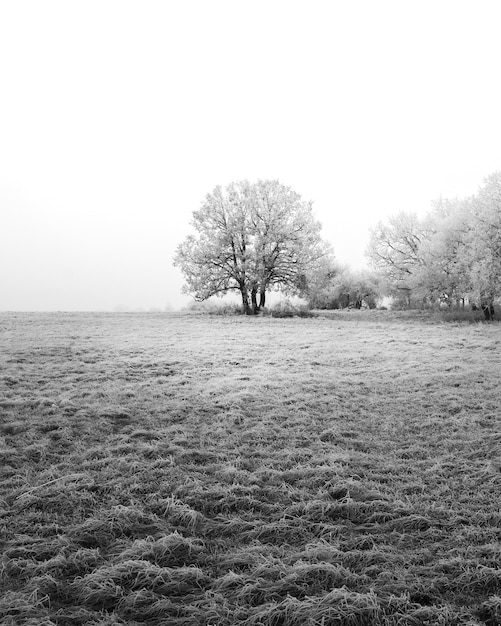 Colpo verticale di alberi in un paesaggio invernale