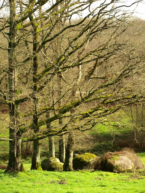 Colpo verticale di alberi nella foresta con bella erba verde