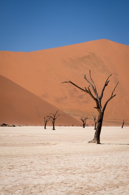 Colpo verticale di alberi spogli in un deserto con alte dune di sabbia