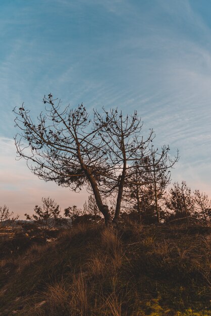 Colpo verticale di alberi spogli nel campo sotto il cielo blu in autunno