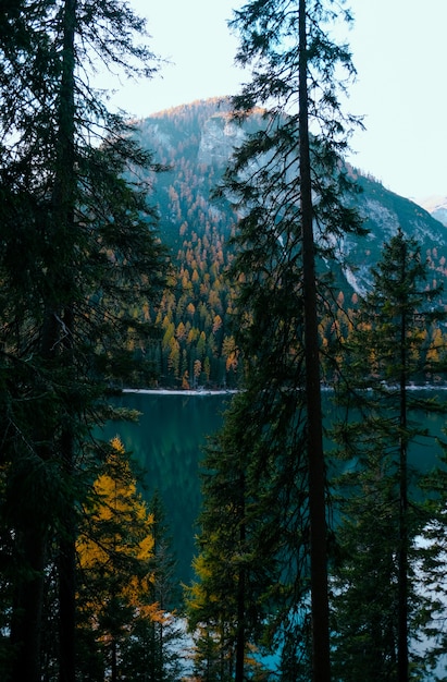 Colpo verticale di alberi vicino al lago Moraine e una montagna coperta di alberi